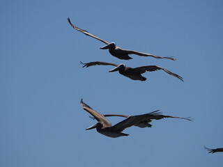 birds flying together in blue sky