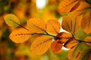 Fototapeta premium Cluster of autumn leaves is glowing on slender branch in flat design, creamy bokeh background