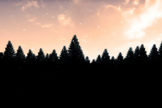 Fototapeta Snow falling on fir tree forest