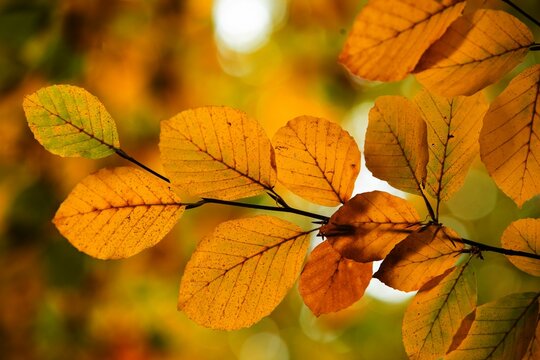 Fototapeta Cluster of autumn leaves is glowing on slender branch in flat design, creamy bokeh background
