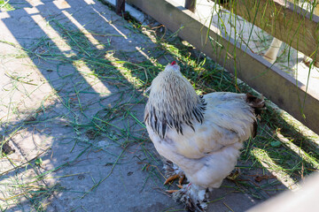 A large white rooster with dense plumage stands on the ground, searching for food among the grass....