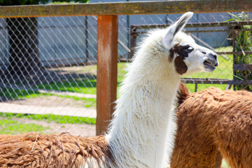 A llama with a fluffy white neck and brown patches on its head stands in an enclosure. The animal...