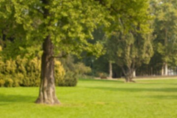 Trees on green grassland at park