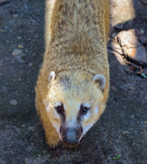 A curious coati with brown fur and expressive eyes looks directly upwards. This bold animal...