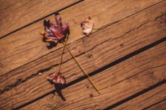 Fototapeta High angle view of fallen twig