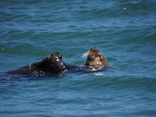sea otter eating on it's back
