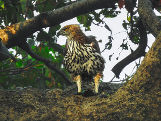hawk on a branch.