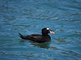 black duck with orange beak floating in blue waters