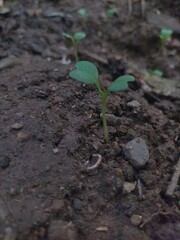 young green plant