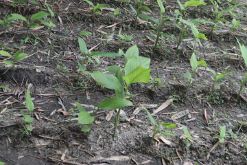 Turmeric Plants Growing in a Field