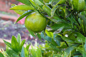 unripe orange citrus fruit on tree in winter