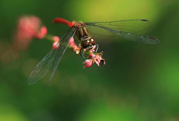ミズヒキの花に止まって休む赤とんぼ