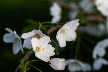 White cherry flowers on spring time close up photo of white blossoming cherry tree branch. White flowers of the cherry blossoms on a spring day.
