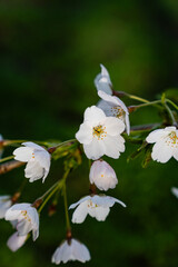 White cherry flowers on spring time close up photo of white blossoming cherry tree branch. White flowers of the cherry blossoms on a spring day.