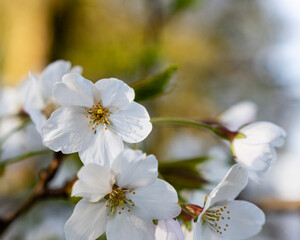 White cherry flowers on spring time close up photo of white blossoming cherry tree branch. White flowers of the cherry blossoms on a spring day.