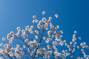 Japanese Pink Cherry Blossom tree against a blue sky. Beautiful large flowers opened on branches