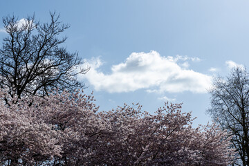 Japanese Pink Cherry Blossom tree against a blue sky with a white cloud. Beautiful large flowers opened on branches