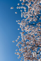 Japanese Pink Cherry Blossom tree against a blue sky. Beautiful large flowers opened on branches