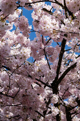 Japanese Pink Cherry Blossom tree. Beautiful large pink flowers opened on branches of profusely blooming