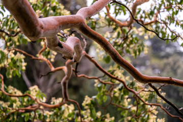 naked tree branch close-up in the park.