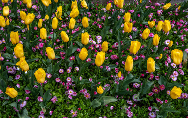 Yellow tulips among other flowers in the park in summer.