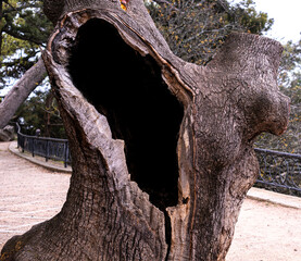 A large hollow in the trunk of an old tree.