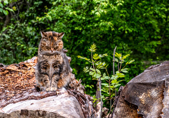A tricolor cat sits on logs on a summer day.