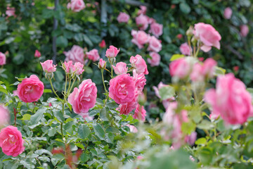 Beautifully blooming roses