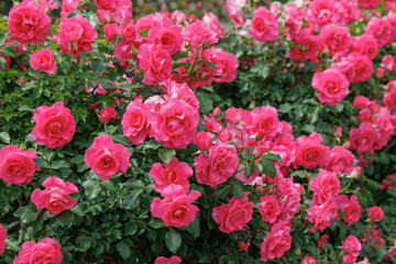 Beautifully blooming roses