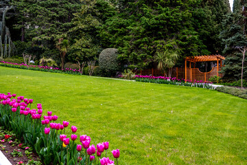 A green lawn with tulips in a summer park.