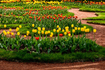Tulips of different colors in summer in the park.