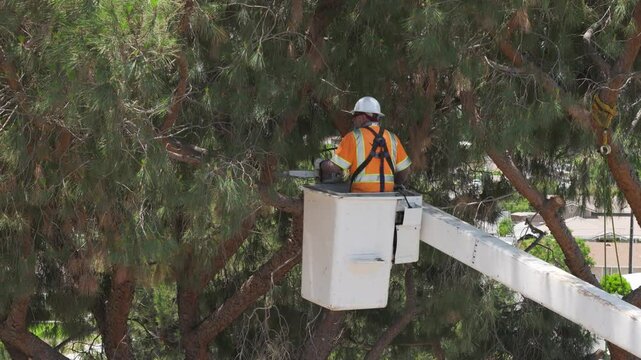 Tree Trimmer in a Crane