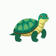 turtle on a white