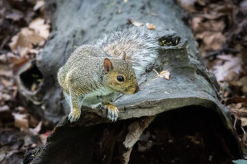 The eastern gray squirrel, Sciurus carolinensis, is a tree squirrel