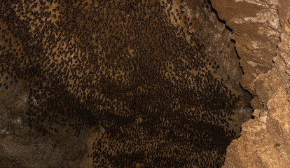 Thousands of Bats Clinging to a Cave Ceiling in Nepal