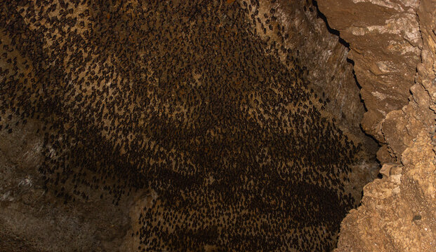 Thousands of Bats Clinging to a Cave Ceiling in Nepal - Powered by Adobe