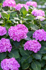 龍護山千光寺のあじさい