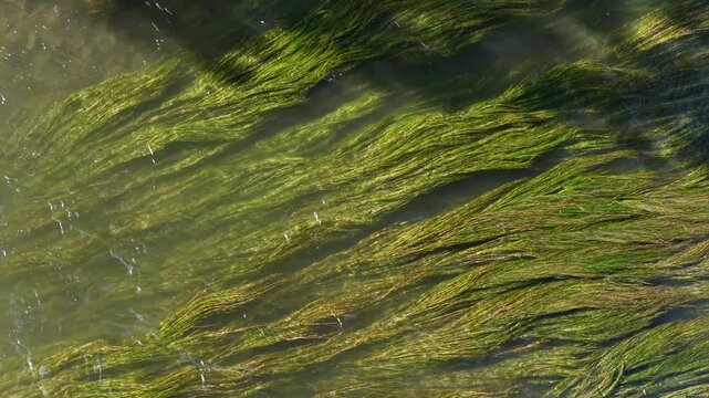 Gros plan sur des algues vertes qui flottent dans une rivi&egrave;re