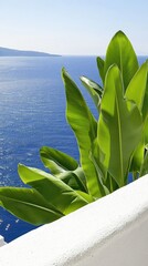 Serene Coastal View Lush Green Foliage Against Azure Ocean and White Wall