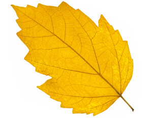 Feuille d’automne 
