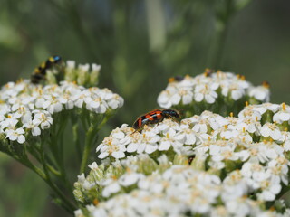 Red-Orange and Mustard yellow Beetles sitting on white flowers.