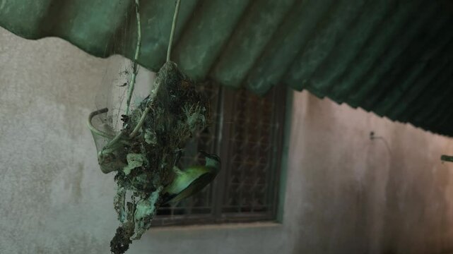 A female Indian sunbird (spiderhunter) busy weaving and building a pendulum-shaped hanging nest, set against a beautiful view of nature.