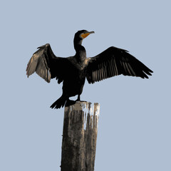 cormorant in flight