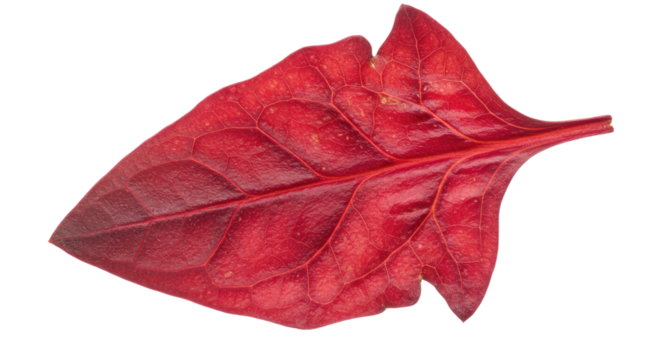 Closeup of a Vibrant Red Leaf Detail