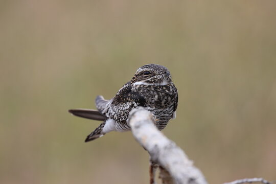 closeup common nighthawk 