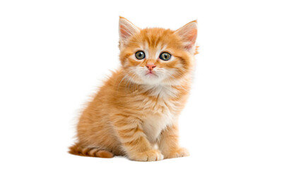 The Look of Love Adorable Cat Making Eye Contact