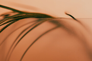 Gentle curves and lines of a palm leaf create an abstract vintage design in warm sepia tone for a soothing effect. An abstract composition featuring a perfect natural scene for a tranquil background.