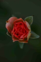 One of the most popular plants in the world, originating from Asia. People like to plant it for beauty, garden decoration, house decoration, place decoration, and commercial use, such as extracting pe