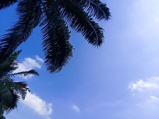 Tropical Tree Canopy with Leaves and Bright Atmosphere

