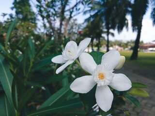 Obraz premium Close-Up of White Wrightia Antidysenterica Flowers in Tropical Garden